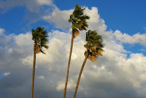 wind in palm trees